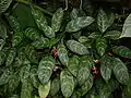 Aglaonema commutatum