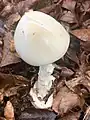 Amanita virosa goitik