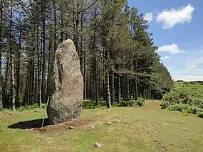 Arribiribilleta zutarria. Bergara, Elgoibar eta Soraluze artean.