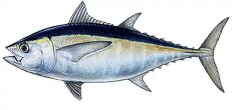 Thunnus  atlanticus, atun beltza