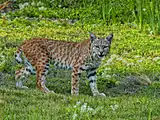 Katamotz gorria (Lynx rufus)