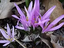 Colchicum bulbocodium