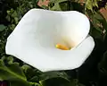 Zantedeschia aethiopica