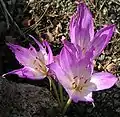 Colchicum bivonae