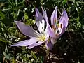 Colchicum szovitsiisubsp. brachyphyllum