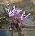 Colchicum figlalii