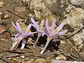 Colchicum stevenii