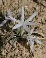 Colchicum tuviae