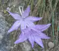 Colchicum variegatum