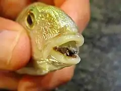 Cymothoa exigua, mihiarne parasitoa