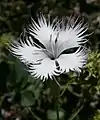 Dianthus monspessulanus