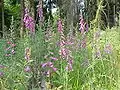 Digitalis purpurea