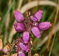 Erica cinerearen loreak