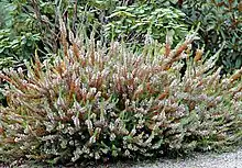 Erica vagans landatua