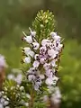 Erica vagans landarearen loreak urrunagotik