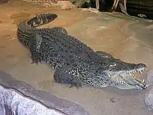 Crocodylus rhombifer