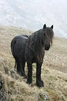 Fell ponia oso arraza landatarra da