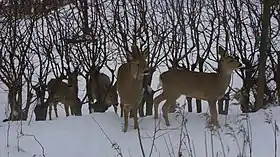 Siberiako orkatza elurretan