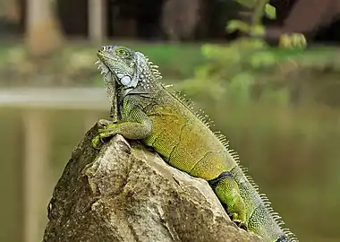 Iguana iguana