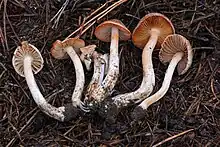 Inocybe whitei (4)