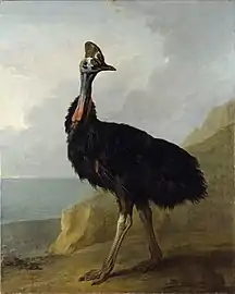 Cassowary (1745), 161.9 x 127.4 cm., Staatliches Museum Schwerin