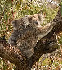 Koalak bere besoekin zuhaitza inguratzen duen bitartean koala kumeak bere amaren bizkarretik eskalatzen du