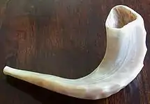 shofar askenazi bat