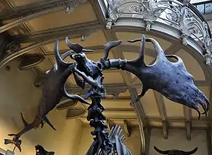 Megaloceros giganteus