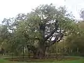 Haritz Handia (Major Oak)