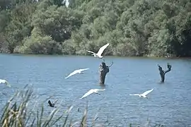 Lertxunak, ubarroia eta ahateak