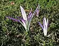 Colchicum montanum