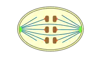 ortomitosi  itxia