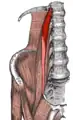 Psoas txikia. Psoas handiaren alde bentralean kokatzen da.