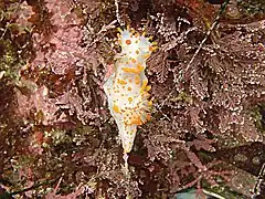 Clown nudibranch Triopha catalinae