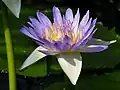 Nymphaea capensis