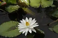 Nymphaea lotus