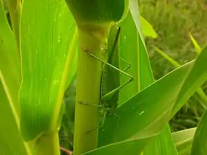 Orthoptera baten mimetismo kriptikoa