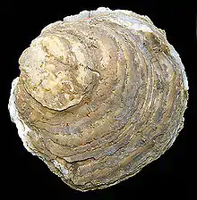 Ostrea edulis.