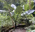 Alocasia macrorrhizos