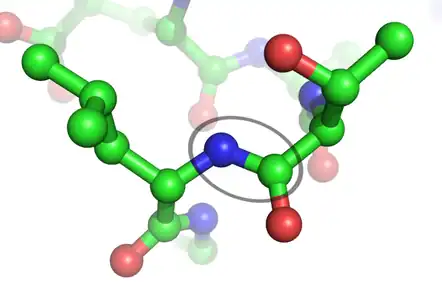 Lotura peptidikoa, peptidoen elkarketa ahalbidetzen du proteinak sortzeko.