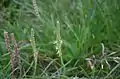 Itsas plantain Plantago maritima