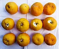 Asprovaltako (Grezia) Laranja mingots omuak (Citrus × aurantium)