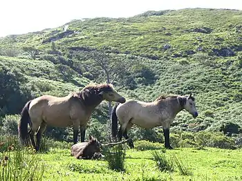 Connemara arrazako poniak