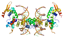 Protein FOXP2 PDB 2a07.png