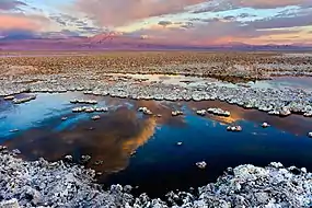 Atacamako gatz-lautada.