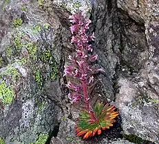 Saxifraga florulenta.