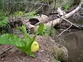 Lysichiton americanus