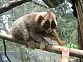 Slow Loris