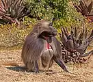 Gelada