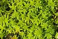 Sphagnum fallax